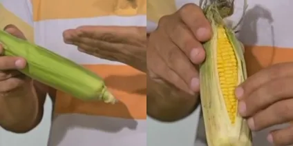 Як вибрати кукурудзу
