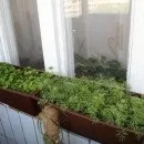 Як виростити сад на балконі як доглядати за трояндами на лоджії взимку (виростити) Як виростити сад на балконі як доглядати за трояндами на лоджії взимку