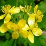 Як вилікувати рак за допомогою народних засобів, рак - лікування і профілактика (беремо столову ложку) Як вилікувати рак за допомогою народних засобів, рак - лікування і профілактика