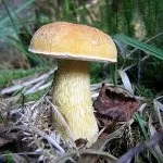 Як виглядає і де росте підберезник