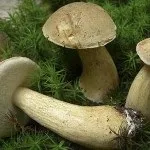 Як виглядає і де росте підберезник