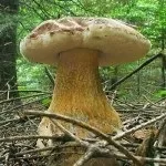Як виглядає і де росте підберезник