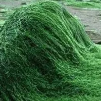 Як виростити екзотичні рослини в квартирі (екзотичні) Як виростити екзотичні рослини в квартирі