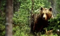Як вижити в тайзі і що для цього потрібно, аномальні новини (тайзі) Як вижити в тайзі і що для цього потрібно, аномальні новини