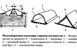 Як виростити капусту на дачі правильний догляд (правильний) Як виростити капусту на дачі правильний догляд