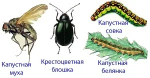 Як виростити білокачанну капусту на дачі (як виростити капусту) Як виростити білокачанну капусту на дачі