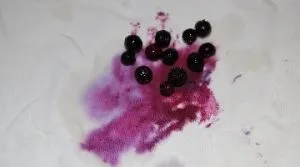 Як вивести пляму від чорниці (вивести) Як вивести пляму від чорниці