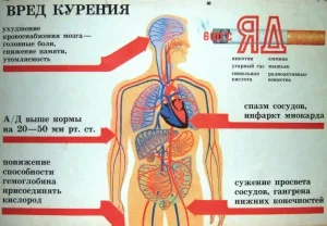 Як впливає куріння тютюну на дихальну і кровоносну системи (тютюну) Як впливає куріння тютюну на дихальну і кровоносну системи