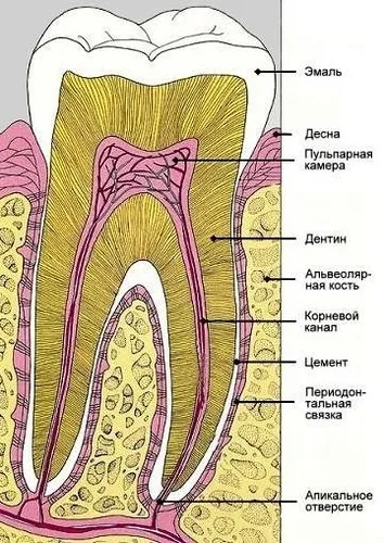 Як виростити нові зуби
