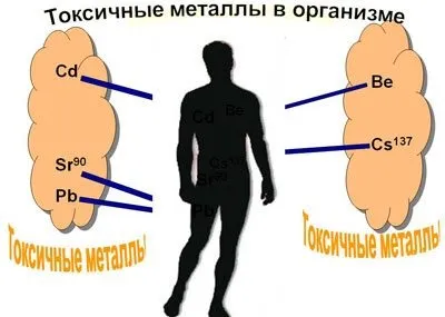 Як вивести важкі метали з організму людини (важкі) Як вивести важкі метали з організму людини
