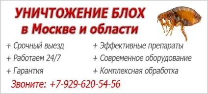 Як вивести бліх у кота