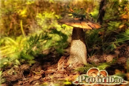 Як виглядає і де росте підберезник