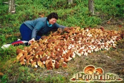 Як виглядає і де росте підберезник