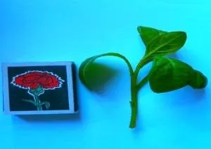 Як замовити петунії (зимувати) Як замовити петунії