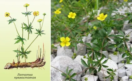 Калганіка - настоянка на горілці з коренем калгану (настоянка) Калганіка - настоянка на горілці з коренем калгану
