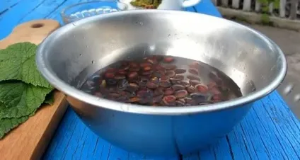Кедрові горіхи користь і шкода для організму людини (кедрові горіхи корисні властивості і протипоказання) Кедрові горіхи користь і шкода для організму людини