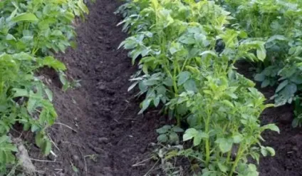Картопля Розара опис сорту, характеристики, гідності, терміни і правила посадки, відгуки, (сорти) Картопля Розара опис сорту, характеристики, гідності, терміни і правила посадки, відгуки,