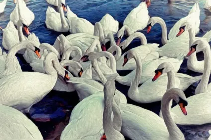 До чого сняться лебеді (на воді, в небі) до чого сниться чорний лебідь (сниться) До чого сняться лебеді (на воді, в небі) до чого сниться чорний лебідь