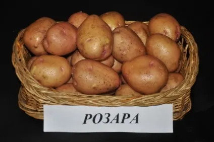 Картопля Розара опис сорту, фото, відгуки (фото) Картопля Розара опис сорту, фото, відгуки