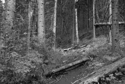 Карстовий ліс або нечисте місце, сайт присвячений туризму та подорожей (Юшут) Карстовий ліс або нечисте місце, сайт присвячений туризму і подорожей