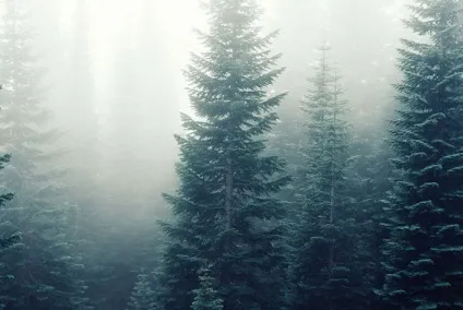 До чого сниться ялина, sonmir