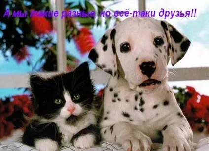 Картинки про друзів з написами (друзів) Картинки про друзів з написами