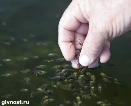 Карликовий тетрадон рибка