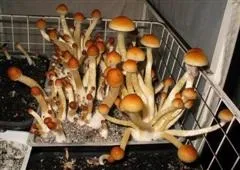 Кейсінг pf-Кейко, fungifun (Кейсінг) Кейсінг pf-Кейко, fungifun
