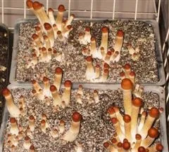 Кейсінг pf-Кейко, fungifun (Кейсінг) Кейсінг pf-Кейко, fungifun
