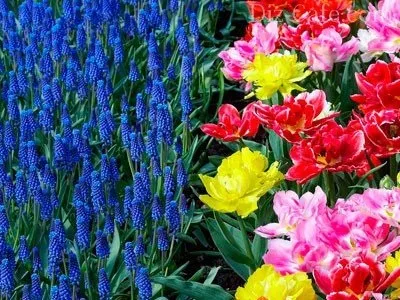 Клумба з багаторічників своїми руками оформлення клумби багаторічними квітами (багаторічників) Клумба з багаторічників своїми руками оформлення клумби багаторічними квітами