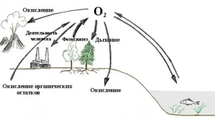 Кисень в природі (49, 4% в земній корі) (кисень) Кисень в природі (49, 4% в земній корі)