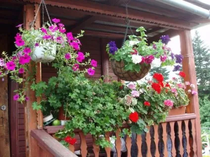 Клематиси в ландшафтному дизайні фото, посадка і догляд, зимівля (догляд) Клематиси в ландшафтному дизайні фото, посадка і догляд, зимівля
