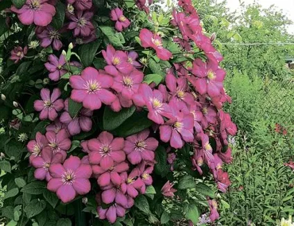 Клематиси в ландшафтному дизайні фото, посадка і догляд, зимівля (посадка) Клематиси в ландшафтному дизайні фото, посадка і догляд, зимівля