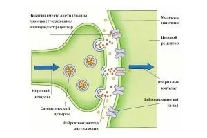 Сигаретний дим його склад і шкоду для організму (склад) Сигаретний дим його склад і шкоду для організму
