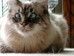 Симпатичні косоокі котики (10 фото) - кототека - найцікавіше про світ кішок (котики) Симпатичні косоокі котики (10 фото) - кототека - найцікавіше про світ кішок