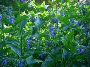 Синовит плечового суглоба ознаки і лікування (гімнастика, мазі та ін методи) (плечового) Синовит плечового суглоба ознаки і лікування (гімнастика, мазі та ін методи)