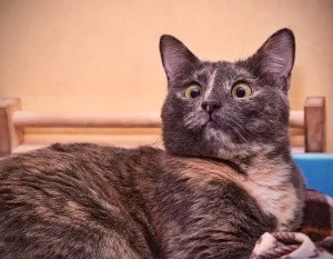 Симпатичні косоокі котики (10 фото) - кототека - найцікавіше про світ кішок (Фотодобірки) Симпатичні косоокі котики (10 фото) - кототека - найцікавіше про світ кішок