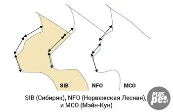 Сибірська кішка опис породи (стандарт) з фото (сибірські кішки опис породи) Сибірська кішка опис породи (стандарт) з фото