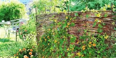 Шпалери на дачній ділянці і в саду своїми руками, ідеї (шпалери) Шпалери на дачній ділянці і в саду своїми руками, ідеї