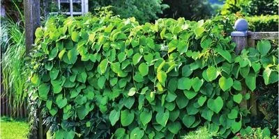 Шпалери на дачній ділянці і в саду своїми руками, ідеї (шпалери) Шпалери на дачній ділянці і в саду своїми руками, ідеї