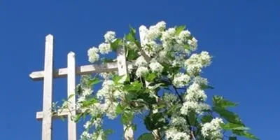 Шпалери на дачній ділянці і в саду своїми руками, ідеї (шпалери) Шпалери на дачній ділянці і в саду своїми руками, ідеї