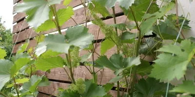Шпалери на дачній ділянці і в саду своїми руками, ідеї (своїми) Шпалери на дачній ділянці і в саду своїми руками, ідеї
