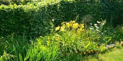 Шпалери на дачній ділянці і в саду своїми руками, ідеї (саду) Шпалери на дачній ділянці і в саду своїми руками, ідеї