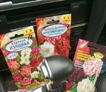 Коли краще садити хвойні рослини (хвойні) Коли краще садити хвойні рослини