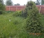 Коли краще садити хвойні рослини (коли краще садити хвойні рослини) Коли краще садити хвойні рослини