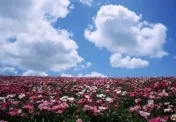 Кому подарувати квіти півонії значення (значення) Кому подарувати квіти півонії значення