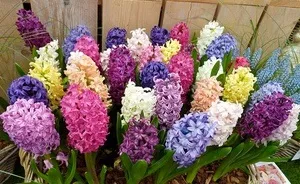 Кімнатні цибулинні рослини фото, назву і опис найбільш популярних кольорів (рослини) Кімнатні цибулинні рослини фото, назву і опис найбільш популярних кольорів
