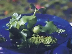 Кімнатні водні рослини, улюблені квіти (тропічних водних рослин) Кімнатні водні рослини, улюблені квіти