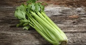 Коли сіяти селеру кореневої на розсаду, як правильно (кореневої) Коли сіяти селеру кореневої на розсаду, як правильно
