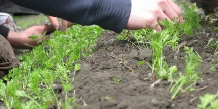 Коли найкраще садити моркву терміни посіву, посадка на зиму і навесні, догляд (посіву) Коли найкраще садити моркву терміни посіву, посадка на зиму і навесні, догляд